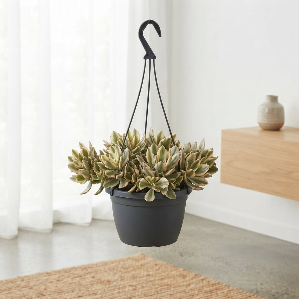 Variegated Crassula ‘Swaziensis’ – 14cm Pot
