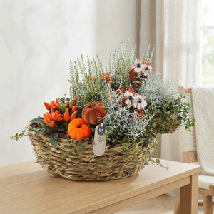 Garden Plant Arrangement in a 34cm Seagrass Pot