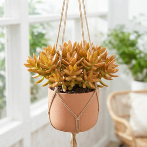 Coppertone Stonecrop (Sedum nussbaumerianum) – 14cm Pot
