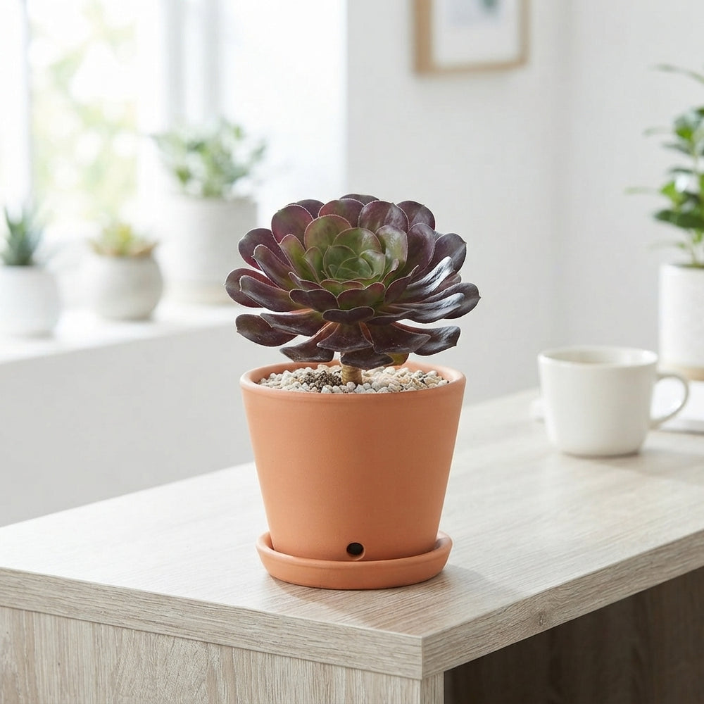 Semponium 'Destiny' – 15cm Pot