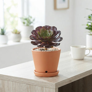 Semponium 'Destiny' – 15cm Pot