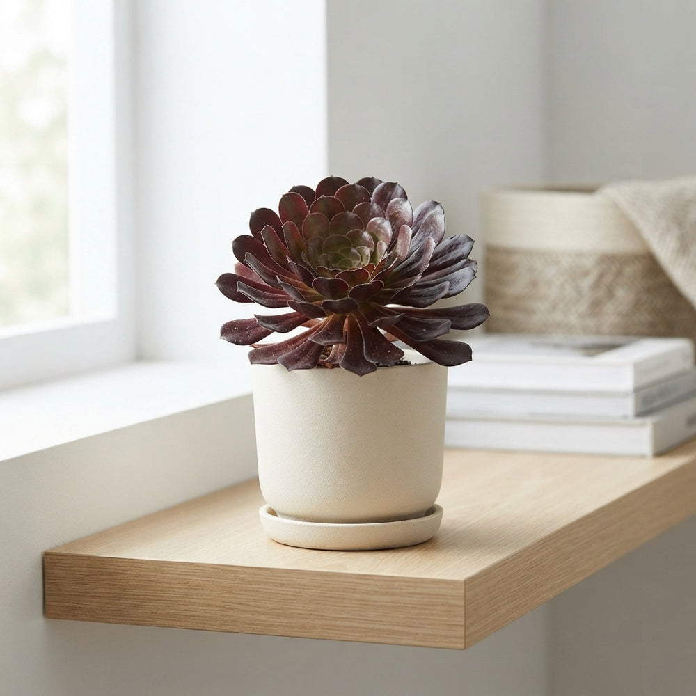Semponium ‘Sienna’ – 15cm Pot