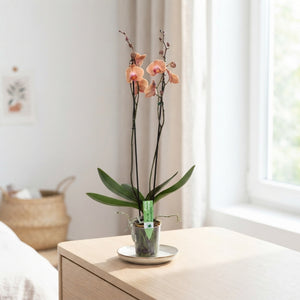 Mixed Phalaenopsis Orchid – 12cm Pot, 75cm High