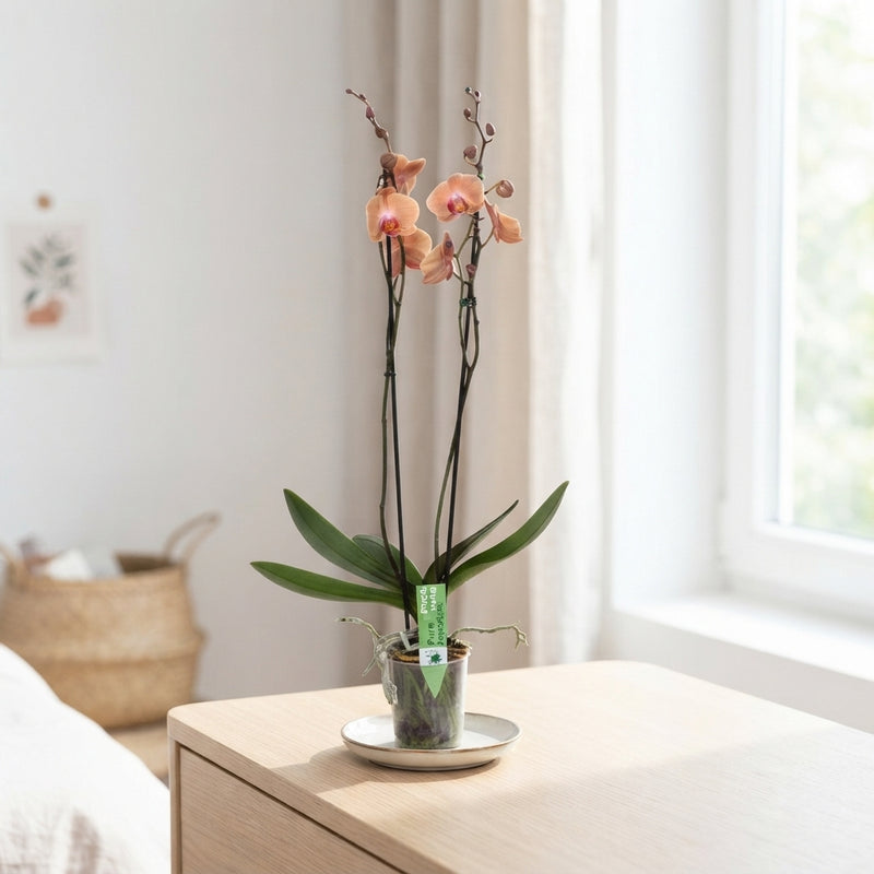 Mixed Phalaenopsis Orchid – 12cm Pot, 75cm High