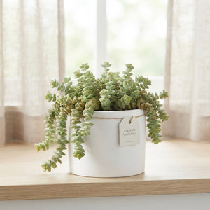 Hottentot Crassula (Crassula) – 9cm Pot