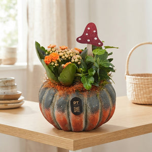 Autumn Indoor Plant Arrangement – 14cm Concrete Pot