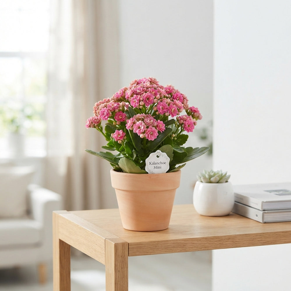 Mixed Kalanchoe Double – 8cm Pot