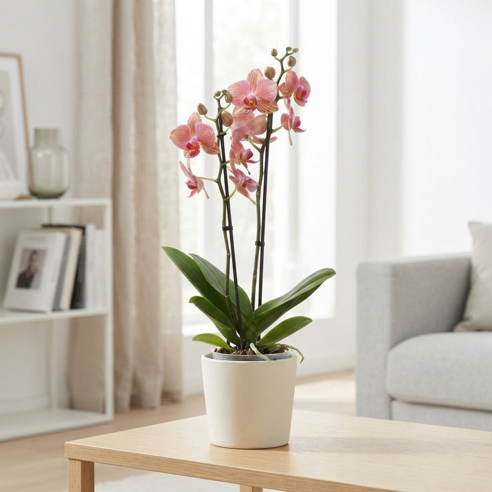 Phalaenopsis Orchid – 12cm Pot, 55cm Tall