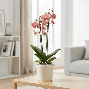 Phalaenopsis Orchid – 12cm Pot, 55cm Tall