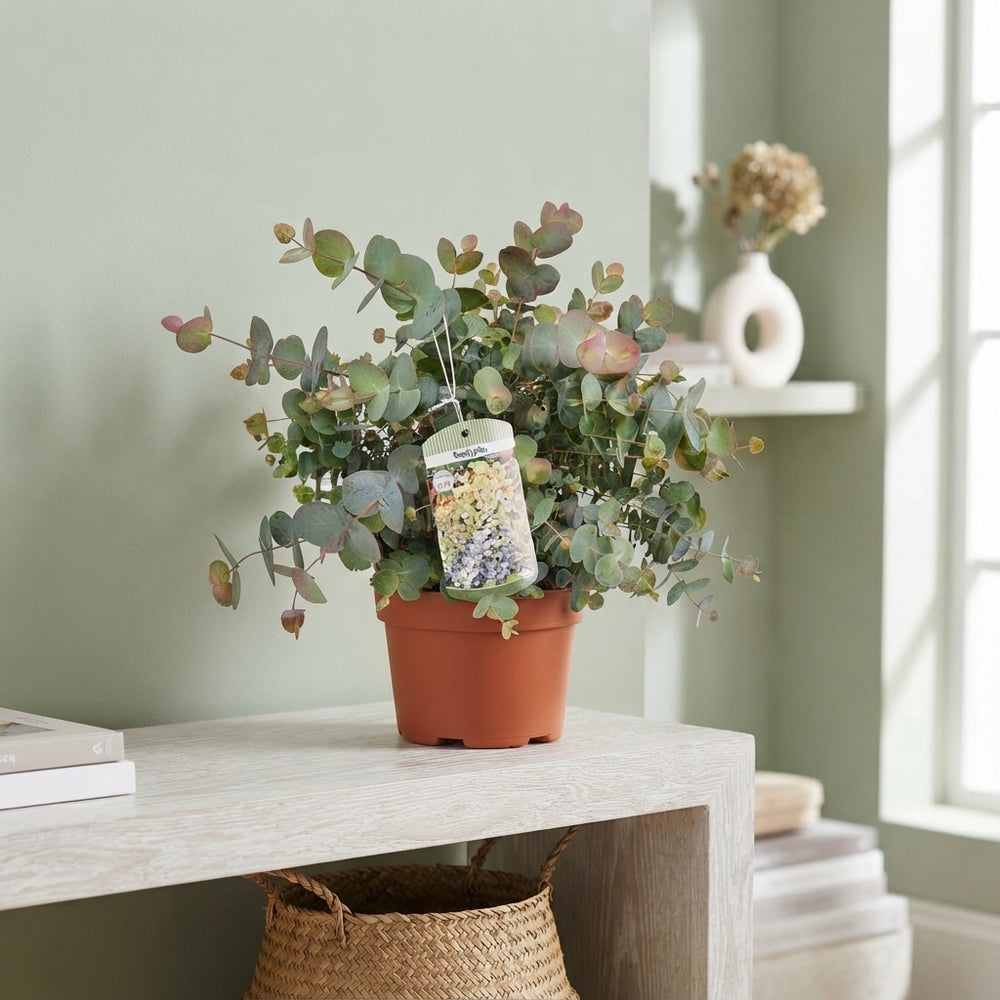 Eucalyptus ‘Silver Dollar’ – 19cm Pot, 45cm High