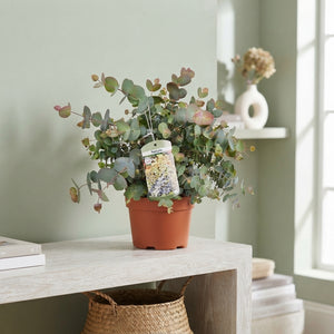 Eucalyptus ‘Silver Dollar’ – 19cm Pot, 45cm High