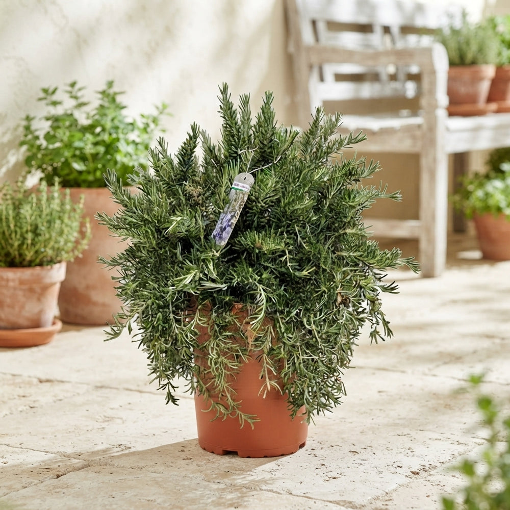 Prostrate Rosemary (Rosmarinus officinalis) – 24cm Pot
