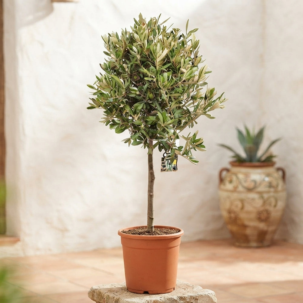 Olive Tree (Olea europaea) – 24cm Pot, 110cm High