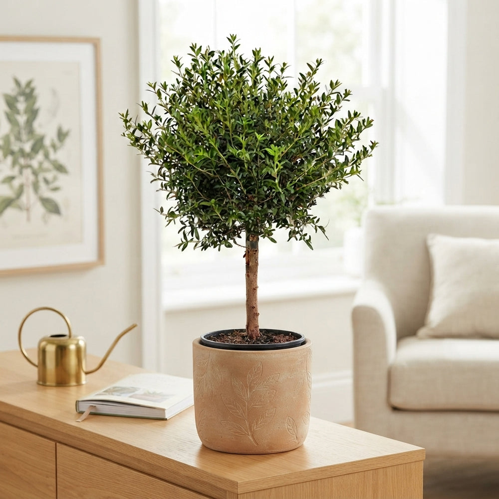 Common Myrtle (Myrtus communis) – 15cm Pot, 50cm High