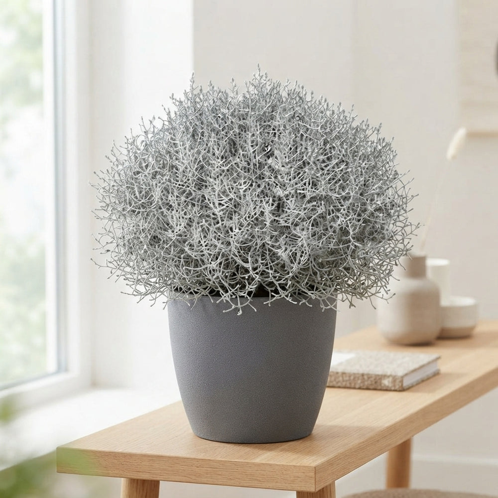 Cushion Bush (Leucophyta brownii) – 27cm Pot