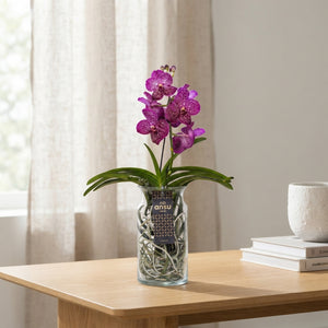 Vanda Orchid in Glass Vase – 15cm Pot, 60cm High