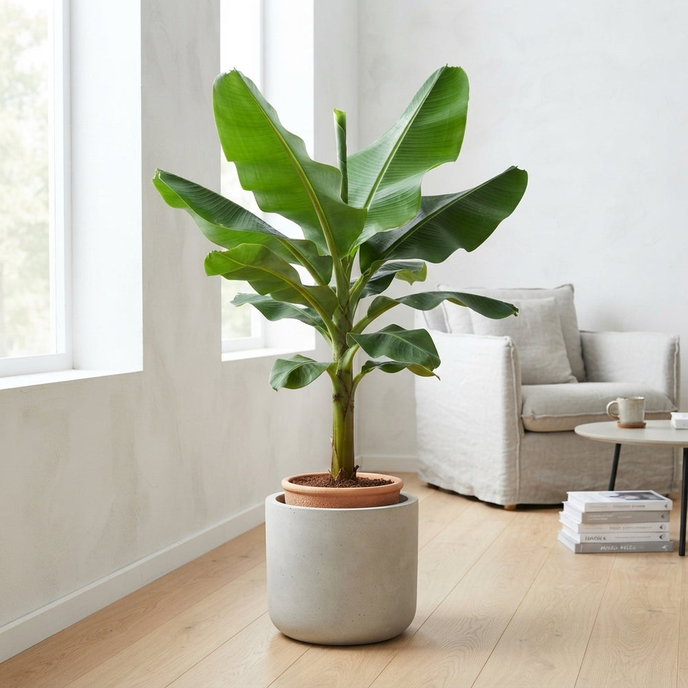 Musa Tropicana Banana Plant – 35cm Pot, 200cm High