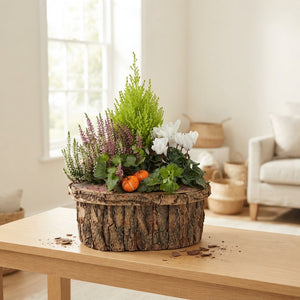 Oval Mixed-Colour Bark Arrangement