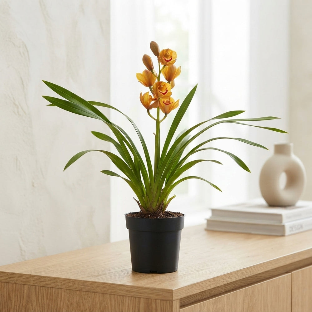 Cymbidium Orchid – 14cm Pot, Approx. 65cm