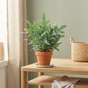 Blue Star Fern (Phlebodium) – 9cm Pot