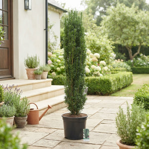 Fastigiata Robusta Yew (Taxus baccata) – 31cm Pot, 160cm