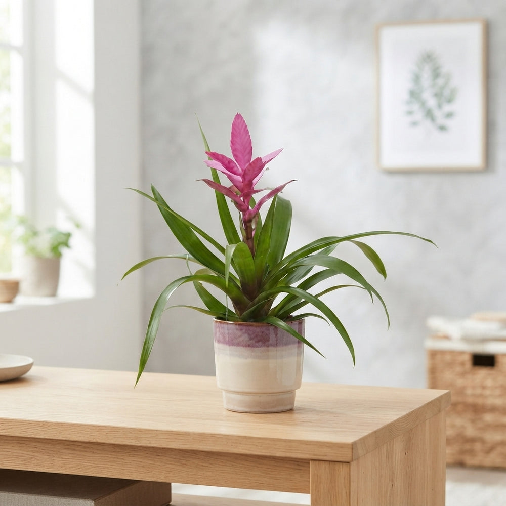Mixed Bromeliad in Edmunton Ceramic Pot – 13cm