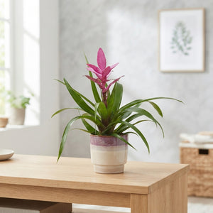 Mixed Bromeliad in Edmunton Ceramic Pot – 13cm