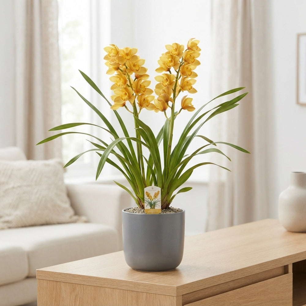 Mixed Cymbidium Orchid – 14cm Pot, 65cm High