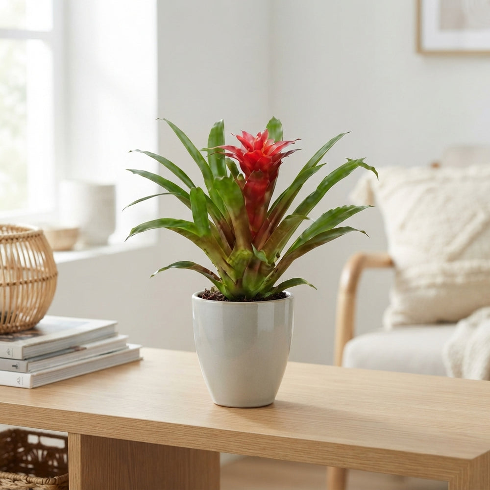 Mixed Bromeliad in Sienna Ceramic Pot – 10.5cm