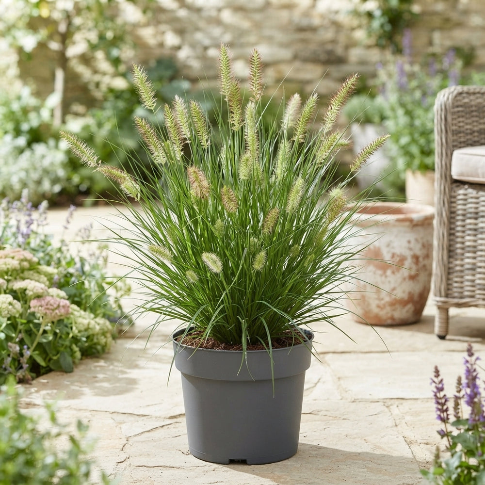 Little Bunny Fountain Grass (Pennisetum) – 26cm Pot