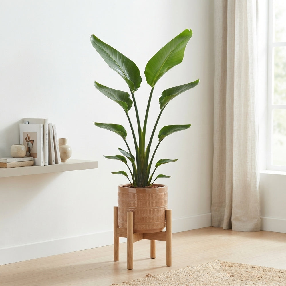 White Bird of Paradise (Strelitzia nicolai) – 27cm Pot
