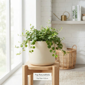 Peperomia Rotundifolia – 8.5cm Pot