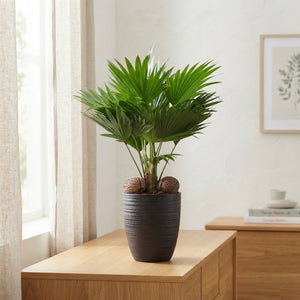 Livistona Rotundifolia Palm – 14cm Ceramic Pot