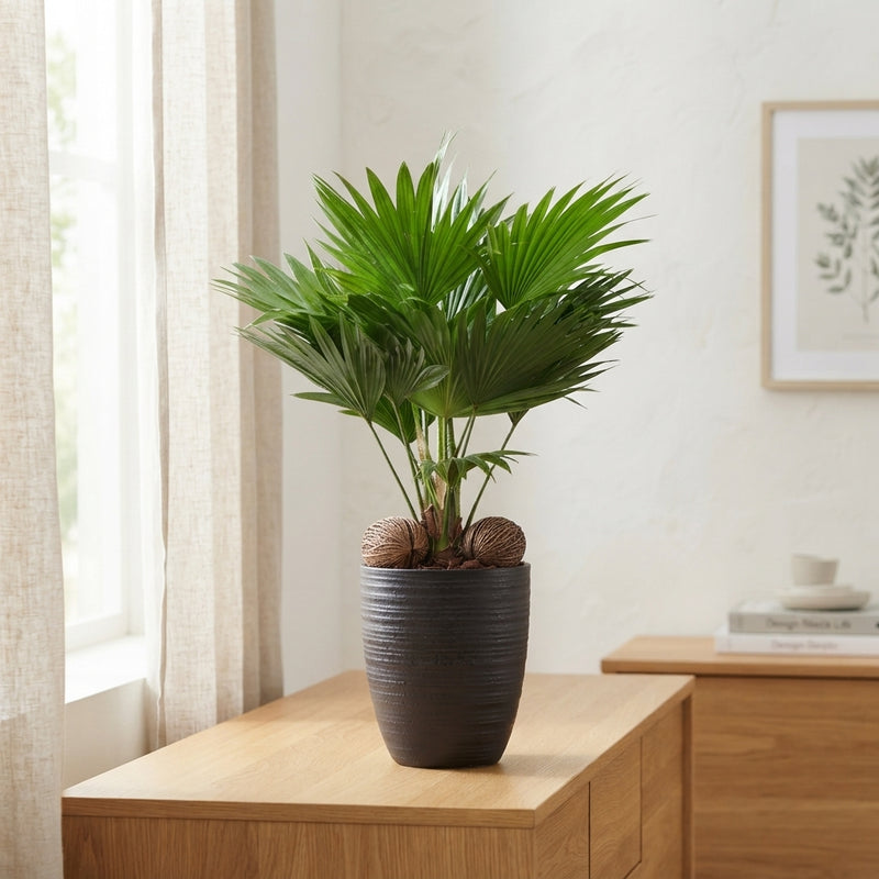 Livistona Rotundifolia Palm – 14cm Ceramic Pot