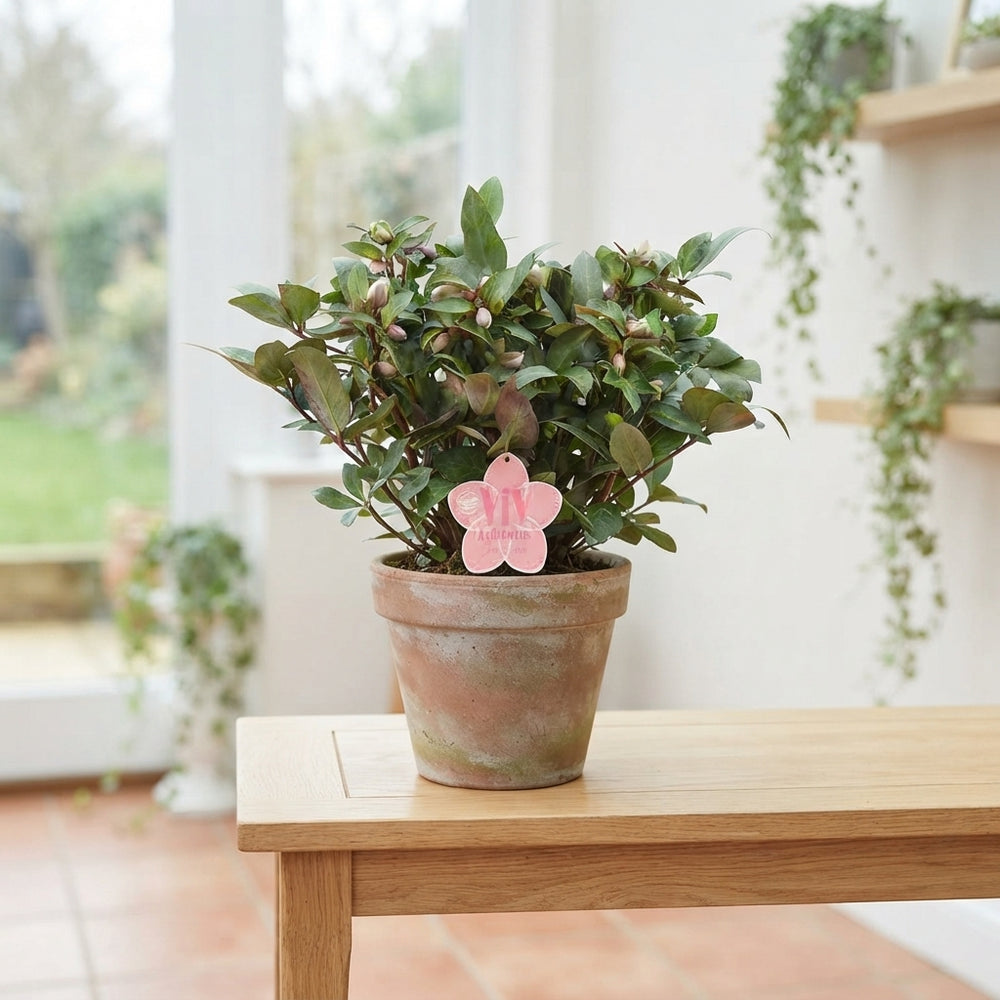 Pink Hellebore ‘Valeria’ – 17cm Pot