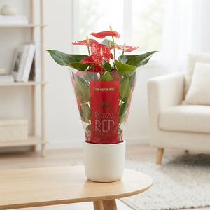 Red Anthurium Houseplant – 17cm Pot, 65cm High