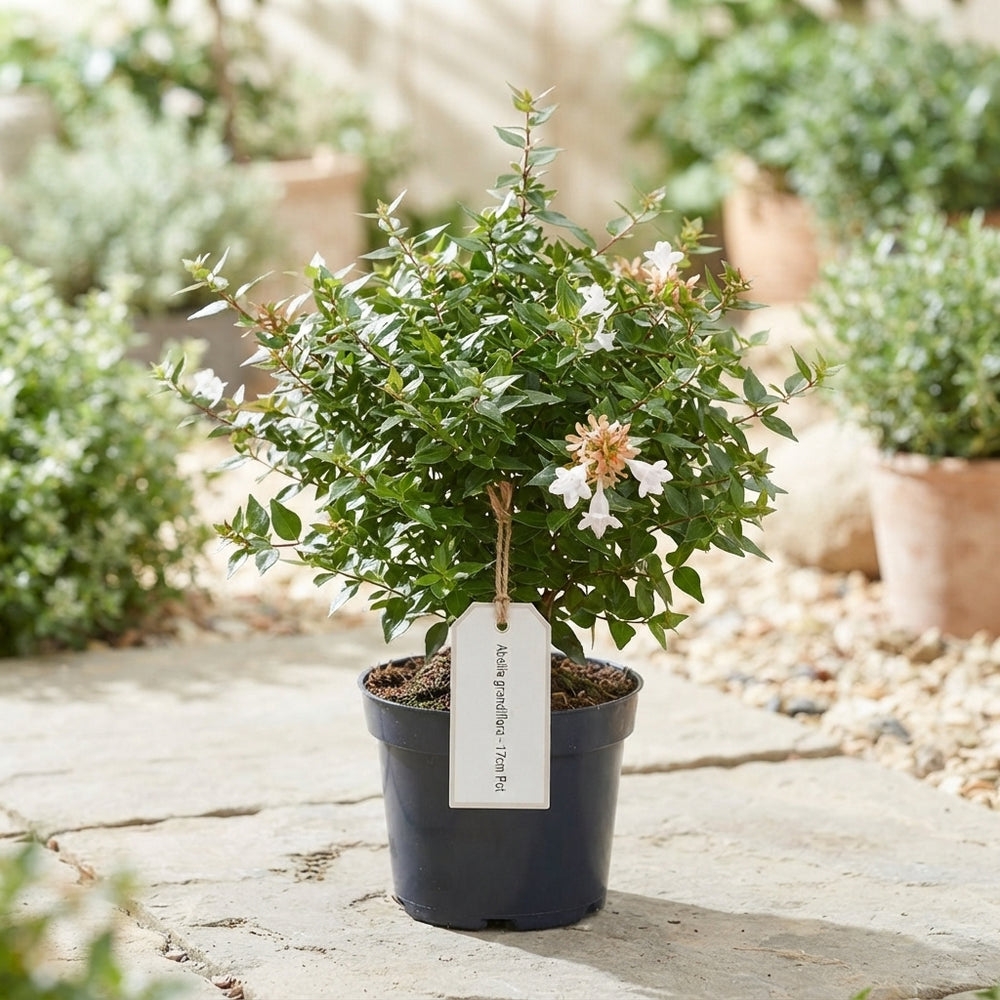 Abelia Grandiflora Garden Plant – 17cm Pot