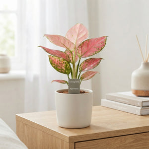 Aglaonema Houseplant – 10cm Pot