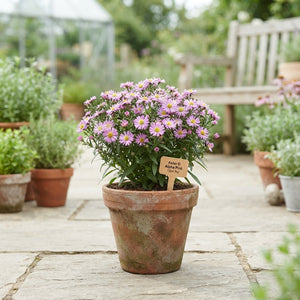 Purple Aster (Aster) – 12cm Pot