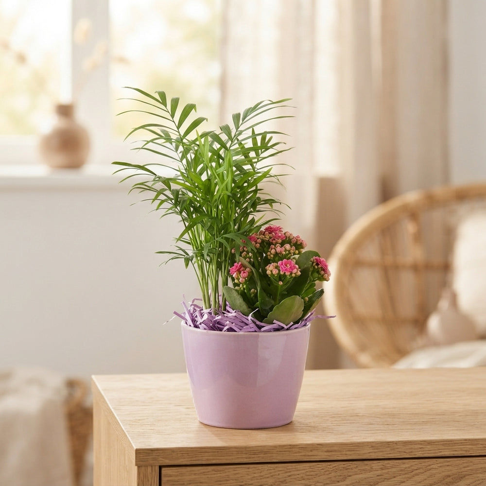 Indoor Plant Arrangement – 13cm Ceramic Pot