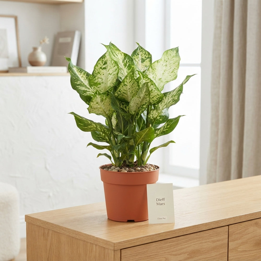 Dieffenbachia Dumb Cane – 17cm Pot, 50cm High