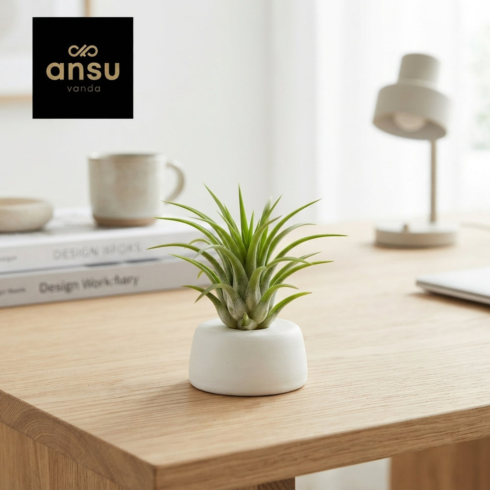 Green Tillandsia ionantha Air Plant – 5cm Pot