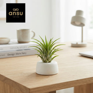 Green Tillandsia ionantha Air Plant – 5cm Pot