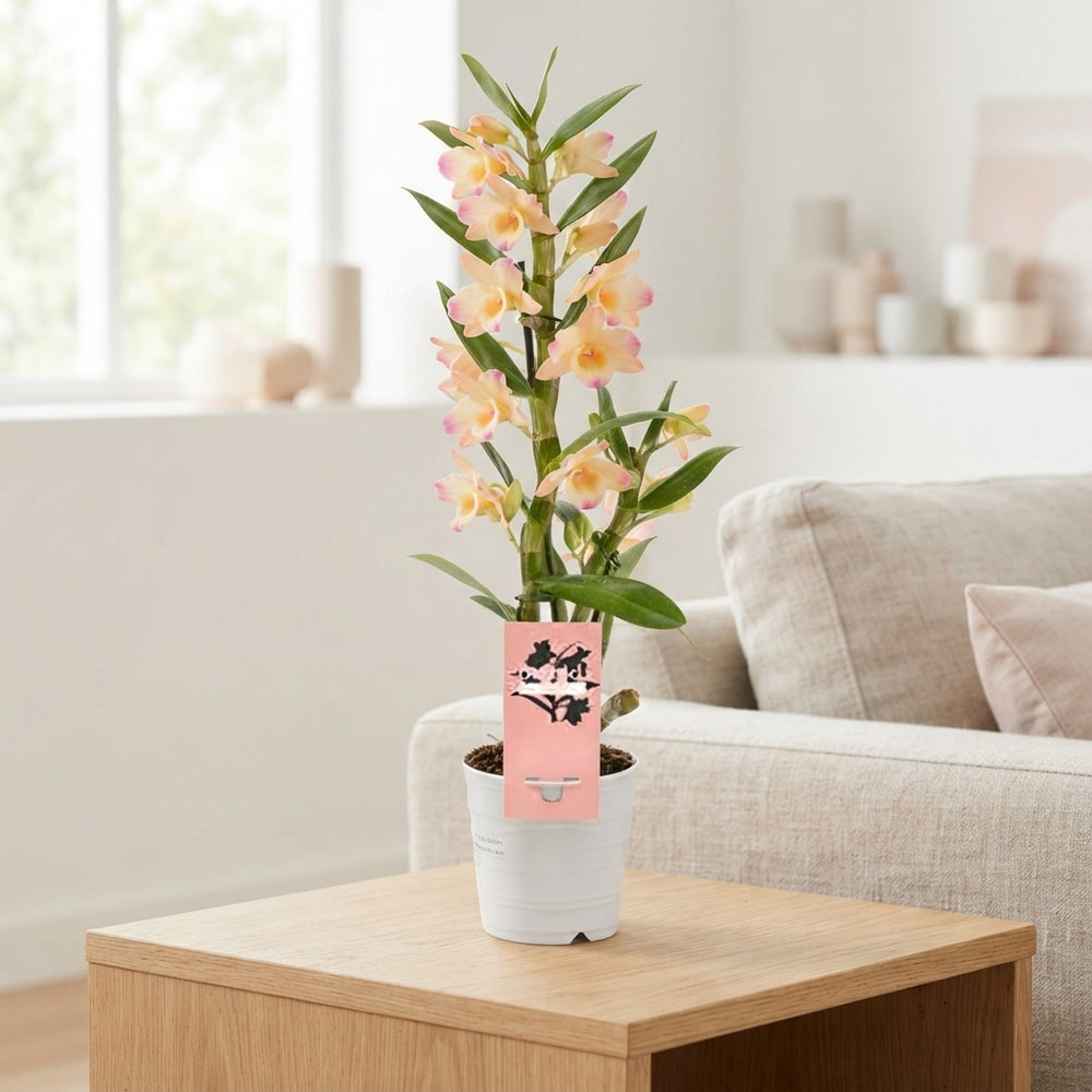 Peach and Pink Dendrobium Nobile Orchid – 12cm Pot