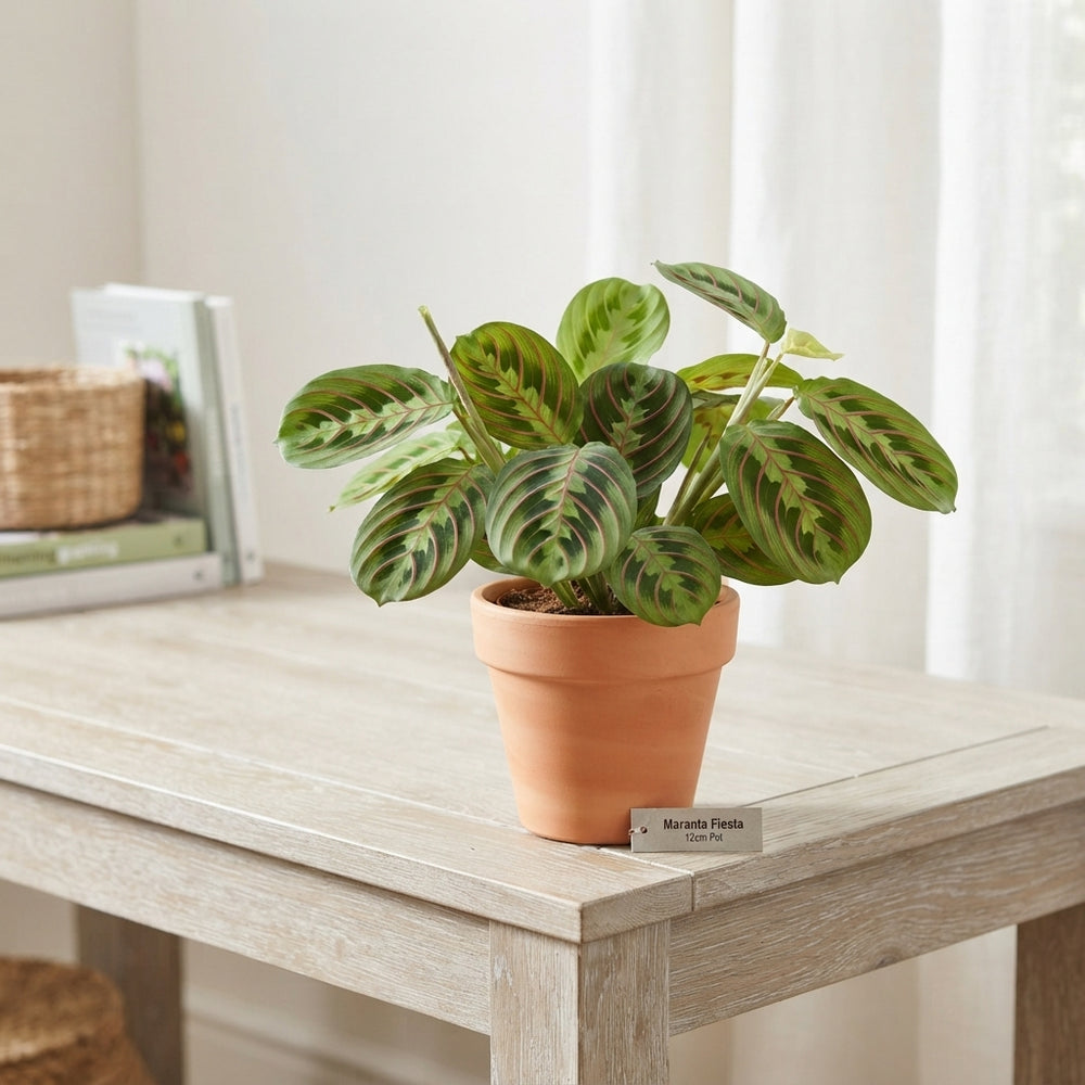 Maranta Fiesta Prayer Plant – 12cm Pot