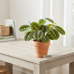 Maranta Fiesta Prayer Plant – 12cm Pot