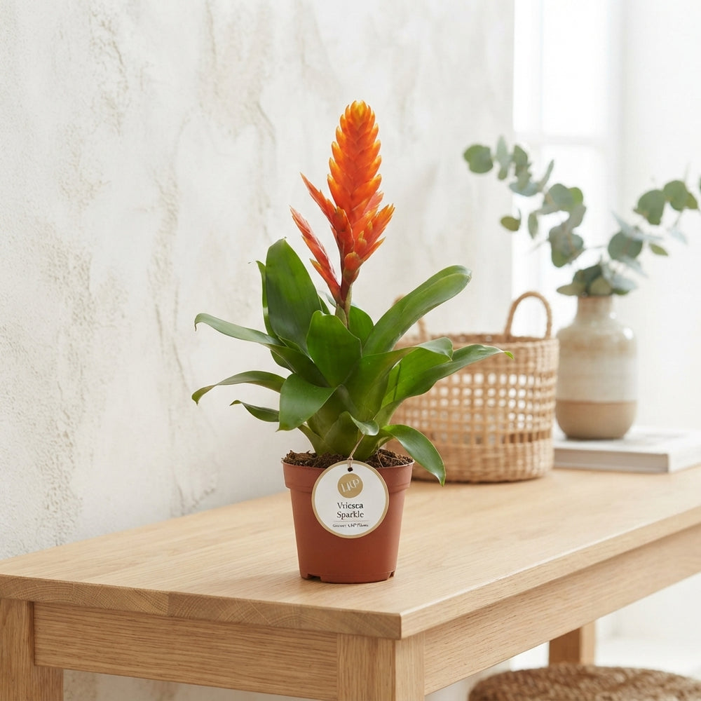 Orange Vriesea ‘Sparkle’ – 10.5cm Pot