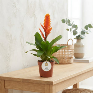 Orange Vriesea ‘Sparkle’ – 10.5cm Pot