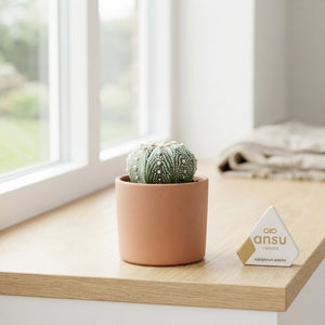 Mixed Cactus Collection – 7.5cm Ceramic Pot