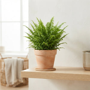 Boston Fern (Nephrolepis exaltata) – 12cm Pot